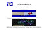 MORFOFISIOLOGIA III VIDEOCONFERENCIA 5 METABOLISMO Y …files.medicina-integral-comunitaria.webnode.com.ve/200000161-a56… · Entre los compuestos nitrogenados se encuentran los