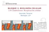 BLOQUE 2. BIOLOGÍA CELULAR 2.8 Catabolismo: Respiración ......(fotolitotrofos): Obtienen el carbono a partir del CO 2 Células verdes de plantas superiores, bacterias fotosintéticas,