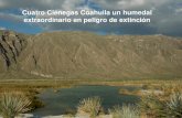 Cuatro Ciénegas Coahuila un humedal extraordinario en peligro … · 2019. 12. 16. · las rocas y enriqueciéndose con los minerales que las rodea, en particular azufre. Esta agua