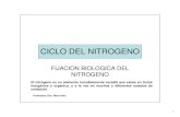 CICLO DEL NITROGENO...2016/05/09  · CICLO DEL NITROGENO • Proceso por el cual el nitrógeno circula y recircula a través del mundo. • Las tres etapas principales de este ciclo