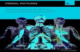El primer paquete de biblioteca - 3D Human Anatomy · 2019. 9. 26. · ATLAS DE LA ANATOMÍA HUMANA EN 3D DE PRIMAL Se trata de nuestro ejemplar más detallado y exhaustivo enfocado