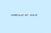 COMPLEJO DE GOLGIsgpwe.izt.uam.mx/.../EFC_I_4.2_Complejo_Golgi.pdf · 2021. 5. 31. · Aparato de Golgi Endosoma temprano. Complejo de Golgi. CGN TGN Becker,W.M. y col. 2000 Cara