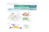 Imatges d’immunologia seguint les orientacions de les PAUs ......s Ilnfo figura 25-6 Desarrollo de Ios T y B. órganos Iinfoides primarios, donde se desarrollan Ios Iinfocitos a