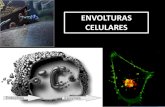 ENVOLTURAS CELULARES · 2018. 12. 4. · Proteínas: Las proteínas de la membrana son características de cada especie • transporte de moléculas • enzimas e intervienen en el