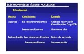 ELECTROFORESIS ÁCIDOS NUCLEICOS Introducción Matriz …shaker.umh.es/jmgr/PDF/Electroforesis_acidos_nucleicos.pdf · 2012. 1. 15. · ácidos nucleicos, independientemente de su