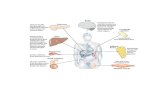 Fuentes de energía metab.pdfFuentes de energía para la contracción muscular Rutas metabólicas de la Glu6-P, lípidos y aminoácidos en el hígado Efectos fisiológicos de una baja