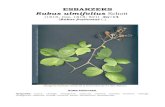 ESBARZERS Rubus ulmifolius Schott · 2021. 5. 29. · Bable/Asturià: amora, amoura, arto, artu, barda, bardu, bardu montés, esbardu, escayos, escayu, escayu moral, escayu negral,
