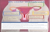 El ciclo menstrual · 2020. 12. 8. · El ciclo menstrual Fase 1.Día 1. Menstruación, regla o periodo. Desprendimiento de capa interna de útero (endometrio) si el ovocito no es