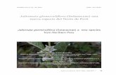 Jaltomata glomeruliflora (Solanaceae) una nueva especie del …web.ccsu.edu/faculty/mione/pdf/Jaltomata.glomeruliflora.pdf · 2015. 6. 28. · 22 1 Enero - Junio 2015 25 Jaltomata