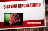 Sistema Circulatorio · 2018. 9. 11. · sistema circulatorio y se encuentra en la luz de los vasos sanguÍneos. • estÁ compuesta por un lÍquido amarillento denominado plasma,