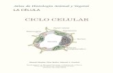 Atlas de Histología Animal y Vegetalmmegias.webs7.uvigo.es/.../atlas-celula-08-ciclo-celular.pdf · 2017. 10. 26. · Atlas de histología vegetal y animal. Universidad de Vigo.