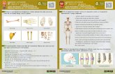 EJERCICIOS Y ACTIVIDADES 3 repasar 3 el cuerpo humano ...54.94.140.193/libro-pedia/manual_csnaturales/3grado/...a) El sistema óseo está formado por 300 huesos. b) Los huesos se pueden
