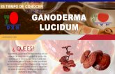 ES TIEMPO DE CONOCER GANODERMA LUCIDUM · 2021. 1. 13. · de 18 días del Ganoderma lucidum. El micelio es rico en polisacáridos, adenosina triterpenos, germanio orgánico, vitaminas,