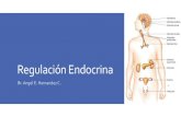 Regulación Endocrina · •Hormonas esteroideas •Hidrosolubles. Tipos de señalización Clásica Autocrina Paracrina. Regulación El sistema endocrino se regula mediante la retroalimentación