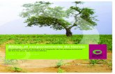 África: el acaparamiento de tierras...Los pequeños campesinos han descubierto que la aclamada planta milagrosa, la jatrofa, en lugar de proporcionar unos ingresos fijos, en realidad