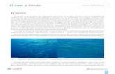 El mar a fondo Guía didáctica · 2018. 4. 11. · 5 El mar a fondo Guía didáctica Migraciones horizontales Otros animales, como las ballenas, realizan en grupo grandes desplazamientos