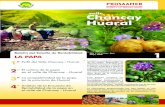 valle Chancay Huaral Dirección General de Información Agraria...creciente en la siembra de papa, explicada básica-mente por el rendimiento alcanzado (Cuadro 3). • La siembra de