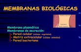 Membrana plasmática Membranas de secreción: - Pared ...