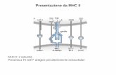 Presentazione da MHC II - Univr