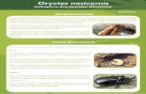 Oryctes nasicornis - Gestión del Medio Rural de Canarias ...