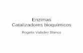 Enzimas Catalizadores bioquímicos