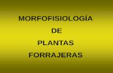 MORFOFISIOLOGÍA DE PLANTAS FORRAJERAS