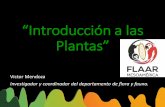 “Introducción a las Plantas”