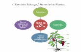 4. Dominio Eukarya / Reino de las Plantas.