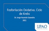 Fosforilación Oxidativa. Ciclo de Krebs