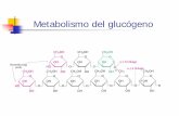 Metabolismo del glucógeno - Universitat de València