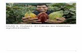 GUÍA 1: Guía#1: El Cacao en sistemas agroforestales
