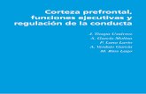 Corteza prefrontal, funciones ejecutivas y regulación de ...
