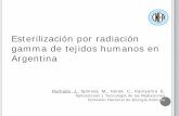Esterilización por radiación gamma de tejidos humanos en ...