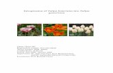 Introgression of Tulipa fosteriana into Tulipa gesneriana