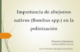 Importancia de abejorros nativos (Bombus spp.) en la
