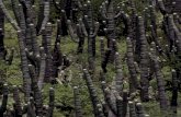 Cactáceas columnares. Reserva de la Biosfera Tehuacán ...