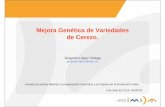 Mejora Genética de Variedades de Cerezo.