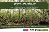 Manejo Forestal en Tepuales de Chiloé