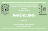 PARÉNQUIMA - WordPress.com