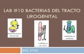 Bacterias del tracto urogenital - academic.uprm.edu