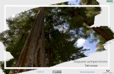 Sequoia sempervirens Secuoya