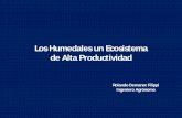 Los Humedales un Ecosistema de Alta Productividad