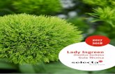 Lady Ingreen - Selecta Cut Flowers