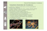 Caracteres Generales de Crustáceos - UM