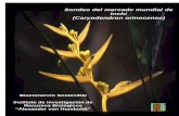 Sondeo del mercado mundial de Inchi (Caryodendron orinocense)