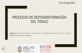 Los procesos de biotransformación del tóxicos