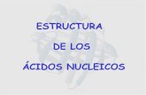 ESTRUCTURA DE LOS ÁCIDOS NUCLEICOS