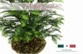 Una Kokenube es una hermosa planta - VerdeNube
