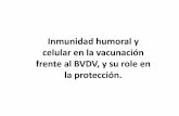 Inmunidad Humoral y celular - covll.cat