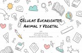 Células Eucariontes: Animal y Vegetal